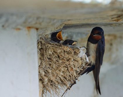 Jak zabezpieczyć elewację domu przed ptakami? Porady eksperta