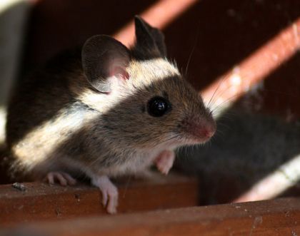 Myszy w elewacji – jak zabezpieczyć elewację przed gryzoniami?		