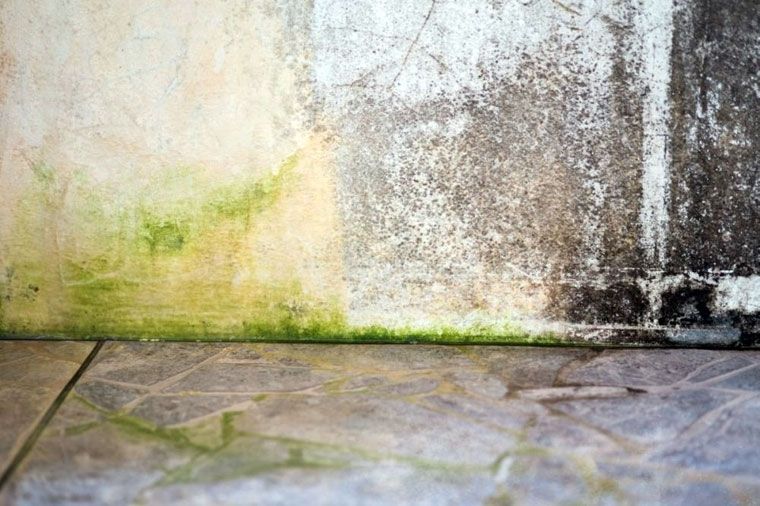 Ściana porażona przez glony i grzyby