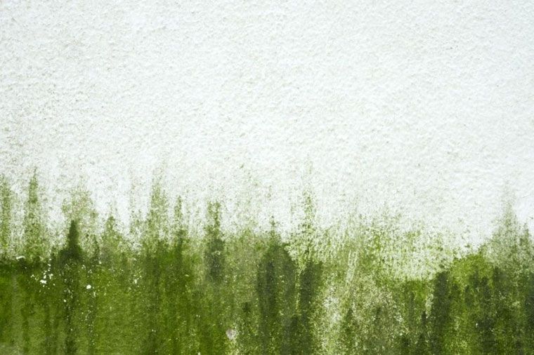 Zielone plamy typowe dla alg